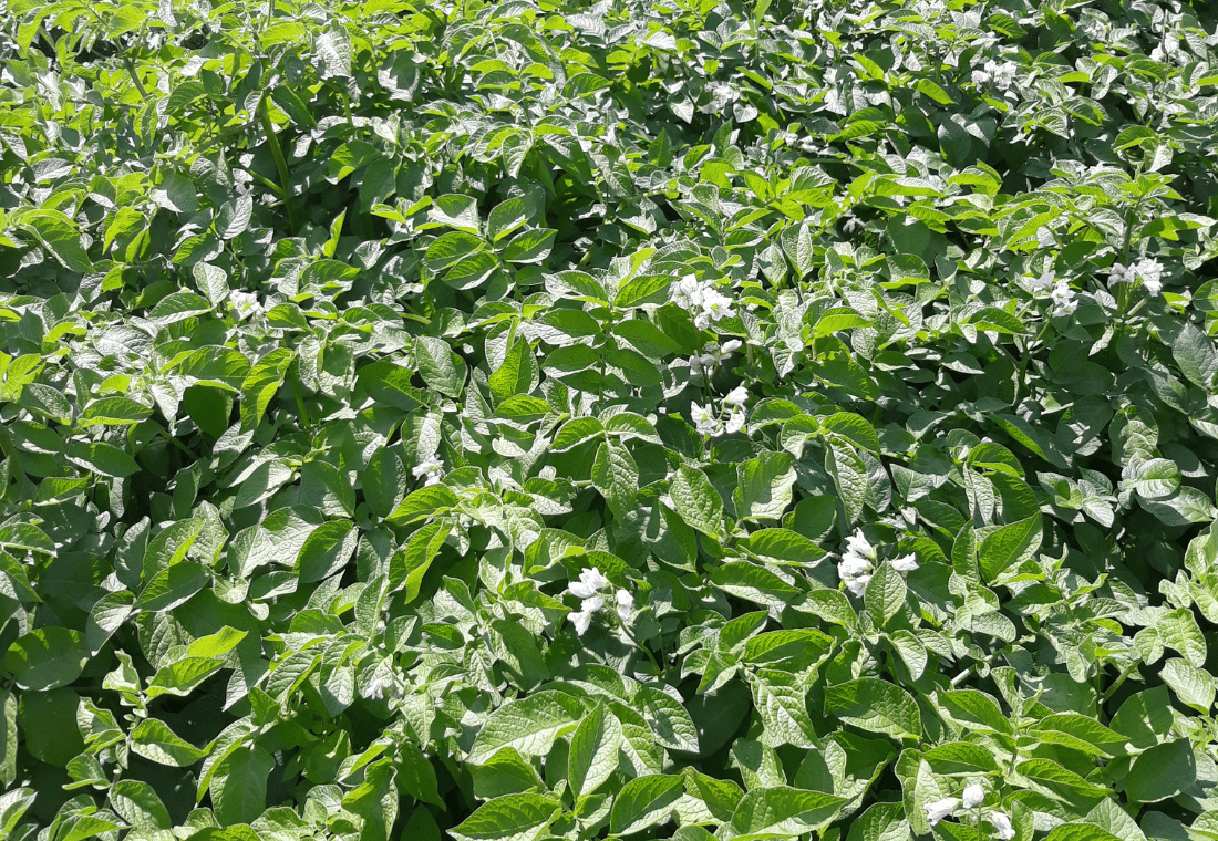 14.07.2020</br>Gardena